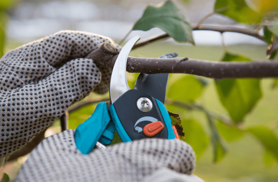 TREE TRIMMING